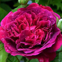 Троянда англійська Вільям Шекспір. контейнер 4 л