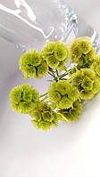 Сухоцвет натуральный Скабиоза Салатовая