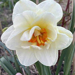 Нарцис махровий Acropolis (Акрополіс), цибулина