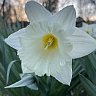 Нарцис білий трубчастий Mount Hood (Маунт Худ) Белая Гора, цибулина, фото 6