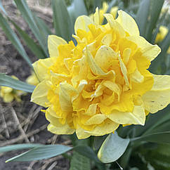 Нарцис махровий крупний жовтий Dick Wilden (Дік Вілден), цибулина