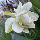 Нарцис махровий білий Obdam (Обдам), цибулина, фото 7