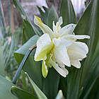 Нарцис махровий білий Obdam (Обдам), цибулина, фото 4
