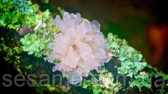 Коралловый гриб, снежный гриб Фунгус NAM TUYET 70грамм (Вьетнам) - фото 4 - id-p1819857372