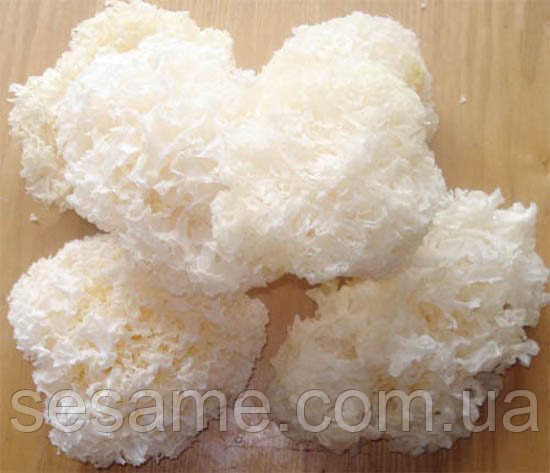 Коралловый гриб, снежный гриб Фунгус NAM TUYET 70грамм (Вьетнам) - фото 5 - id-p1819857372