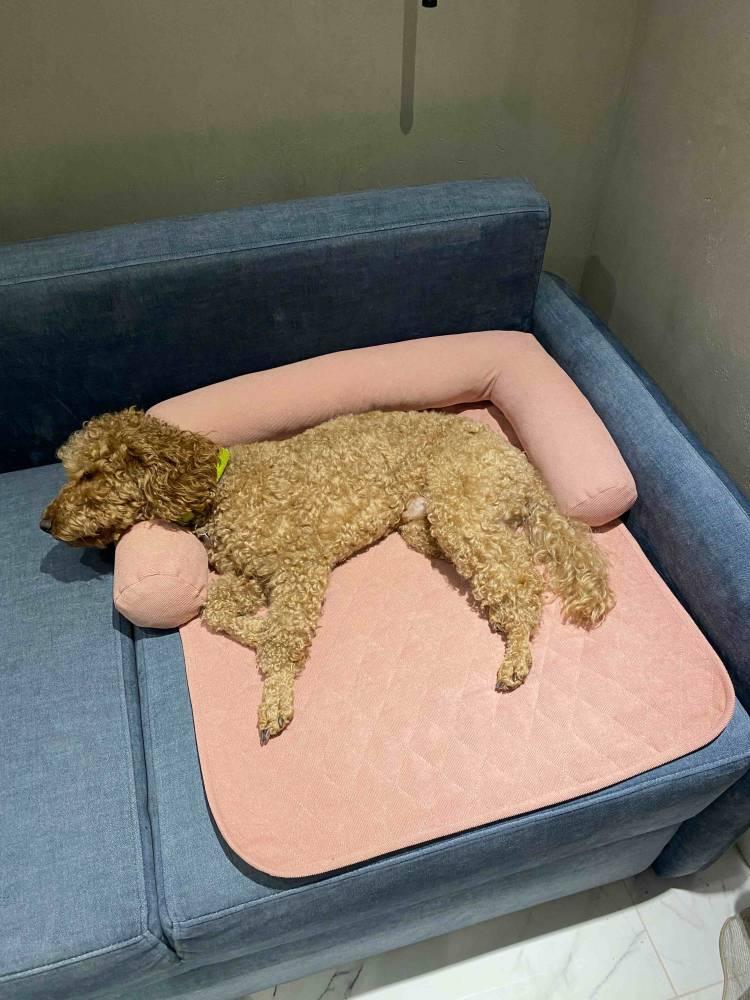 Лежак на диван рожевий для собак і котів 45*60 см