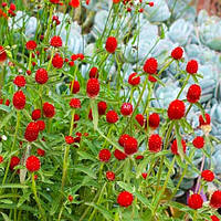 Гомфрена Клубничка шаровидная, красная Красный 0,1 гшт. Florium