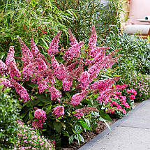 Будлея давида Літл Пінк / Р12 / Buddleja Little Pink, фото 2