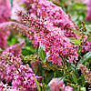 Будлея давида Літл Пінк / Р12 / Buddleja Little Pink, фото 2