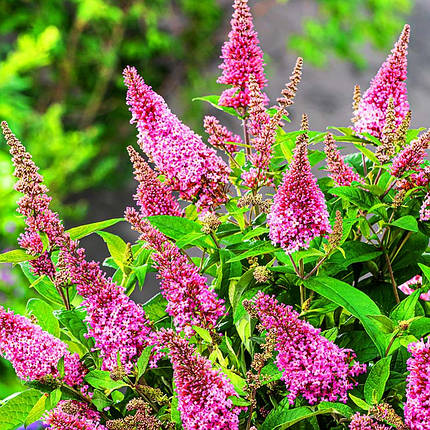 Будлея давида Літл Пінк / Р12 / Buddleja Little Pink, фото 2