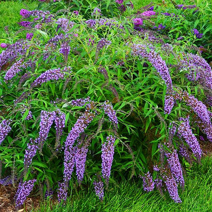 Будлея Давида Вістерія Лейн / С3 / Buddleja Wisteria Lane, фото 2