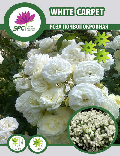 Роза почвопокровная White Carpet(Swany) - фото 1 - id-p1820134316