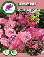 Роза почвопокровная Pink Carpet