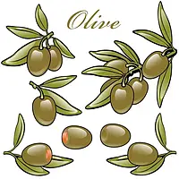 Оливки