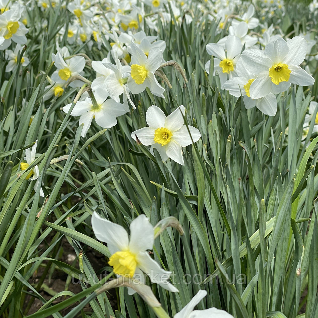 Нарцис класичний White Lady, упак 10шт цибулина, фото 1