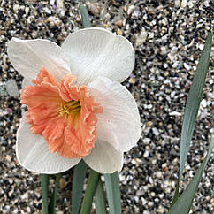 Нарцис корончастий Precocious (Прикоушес), цибулина