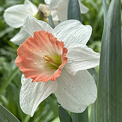 Нарцис крупнокорончастий Cool Flame (Кул Флейм) цибулина