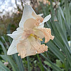 Нарцис сортовий спліт корона Walz (Вальц), цибулина., фото 2