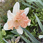 Нарцис сортовий спліт корона Walz (Вальц), цибулина., фото 4