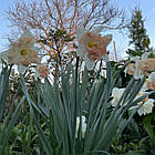Нарцис сортовий спліт корона Walz (Вальц), цибулина., фото 7