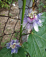 Пассифлора Инкарната, (P. incarnata), укорененные саженцы 15-25 см