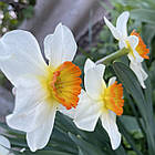 Нарцис корончастий Flower Record, цибулина, фото 4