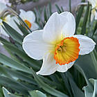 Нарцис корончастий Flower Record, цибулина, фото 8