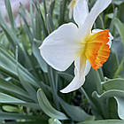 Нарцис корончастий Flower Record, цибулина, фото 9