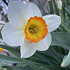 Нарцис корончастий Flower Record, цибулина, фото 2