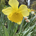 Нарцис корончастий жовтий Tamara (Тамара) цибулина, фото 5