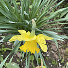 Нарцис корончастий жовтий Tamara (Тамара) цибулина, фото 4