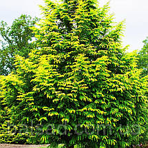 Метасеквоя Амбер Глоу / h 50-60 / Metasequoia Amber Glow, фото 5