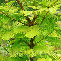 Метасеквоя Амбер Глоу / h 50-60 / Metasequoia Amber Glow, фото 4