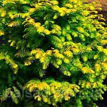 Метасеквоя Амбер Глоу / h 50-60 / Metasequoia Amber Glow, фото 3