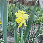 Нарцис карликовий цикламеновидний жовтий Tete a Tete, цибулина, фото 10