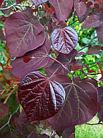 Церцис канадський "Форест Пансі". Cercis canadensis "Forest Pansy