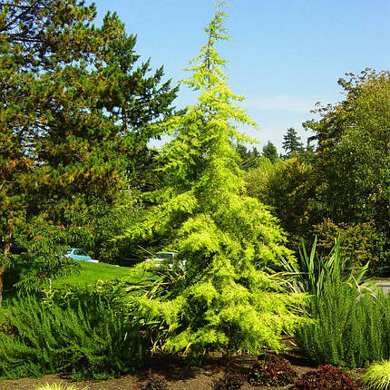 Кедр гімалайський Вінкс Голден / h 80-100 / Cedrus Vink's Golden, фото 1