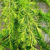 Кедр гімалайський Вінкс Голден / h 80-100 / Cedrus Vink's Golden, фото 2