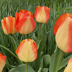 Тюльпан Американ Дрім (American Dream) цибулина