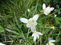 Птицемлечник зонтичный или Орнитогалум (Ornithógalum umbellatum), луковица