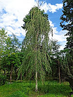 Береза плакучая "Юнги" Betula pendula "Youngii" C110L h400-450