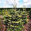 Ялиця нордмана Мідвінтер Голд / h 40-50 / Abies Midwinter Gold, фото 7