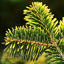 Ялиця нордмана Мідвінтер Голд / h 40-50 / Abies Midwinter Gold, фото 4