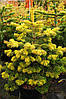 Ялиця нордмана Мідвінтер Голд / h 40-50 / Abies Midwinter Gold, фото 8