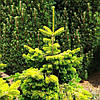 Ялиця нордмана Мідвінтер Голд / h 40-50 / Abies Midwinter Gold, фото 9