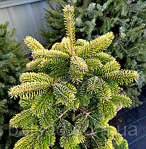 Ялиця нордмана Мідвінтер Голд / h 40-50 / Abies Midwinter Gold, фото 5