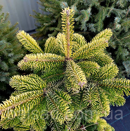 Ялиця нордмана Мідвінтер Голд / h 40-50 / Abies Midwinter Gold, фото 1
