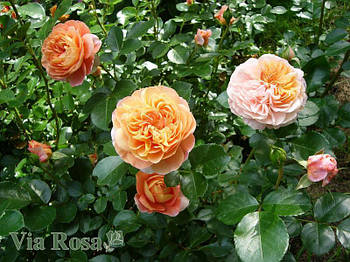 Троянда на штамбі Роза Зангерхаузер Юбиляумроз (Sangerhauser Jubilaumsrose)