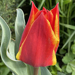 Тюльпан Київ (Kiev), цибулина