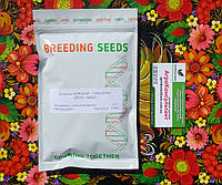 Насіння коріандру (кінзи) Арго (Breeding Seeds), 100 грам середньостиглий (45-48 днів), ароматний, всесезонний